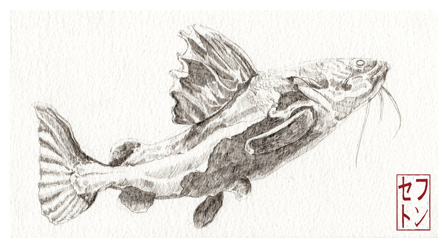 900x500 Redtail Catfish By Jacksephton - Catfish Sketch