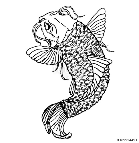 486x500 Sketch - Catfish Sketch