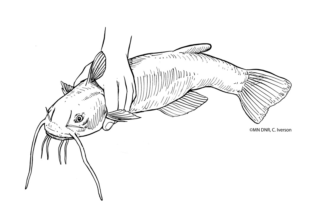 Catfish Sketch at Explore collection of Catfish Sketch
