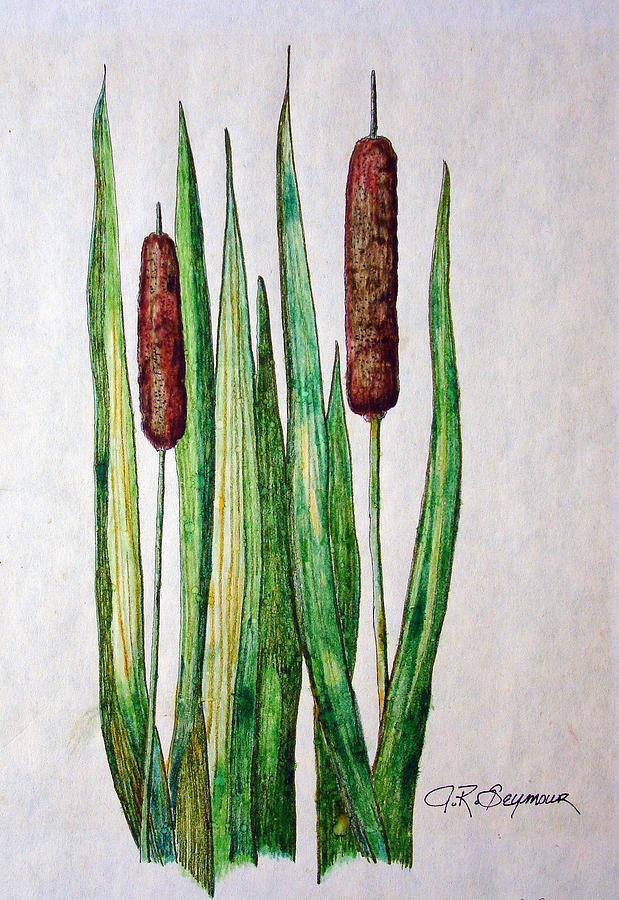 Cattail Sketch at Explore collection of Cattail Sketch