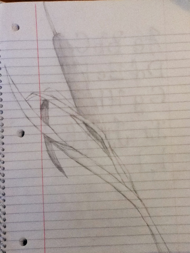 720x960 Cattail Sketch By Scars Last Forever - Cattail Sketch