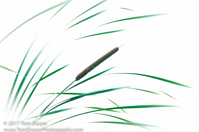 Cattail Sketch At Explore Collection Of Cattail Sketch