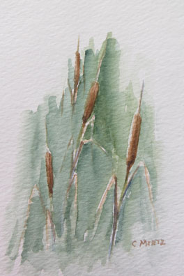 264x396 Cattail Charlotte Mertz Watercolors - Cattail Sketch