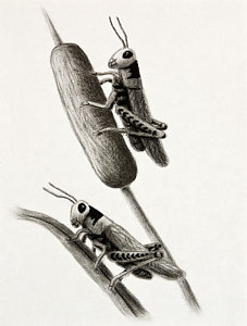 227x300 Cattails Drawings Fine Art America - Cattail Sketch