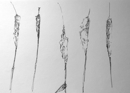 432x310 Art And Music Cattail Meditation, New Project In Development Phase - Cattail Sketch