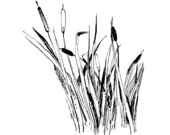 340x270 Cattails Stamp Etsy - Cattail Sketch