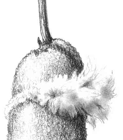 396x452 Nature Sketching Details Workbook - Cattail Sketch