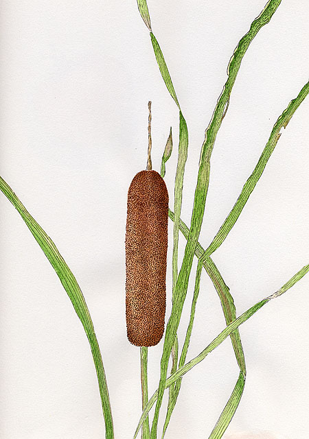 450x640 The Scoop, Score And Deal Nature Journal Cattail Sketch - Cattail Sketch