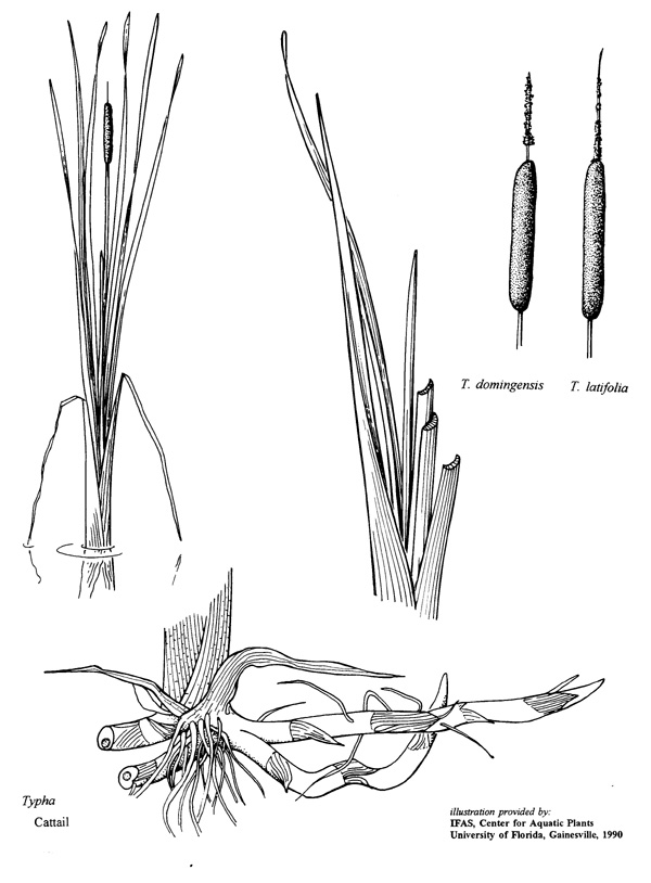 600x814 Typha Species Ufifas Center For Aquatic And Invasive Plants - Cattail Sketch