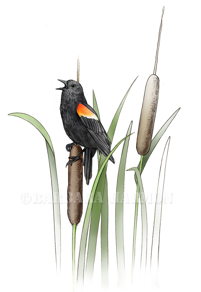 694x1008 Barbara Harmon Murals, Exhibits, Posters, Illustration And Art - Cattail Sketch