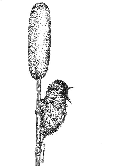 400x571 Bird On A Cattail Ink Sketch Kerri Bennett Williamson - Cattail Sketch