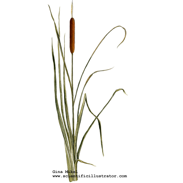 600x600 Cat Tail Plant Drawing - Cattail Sketch