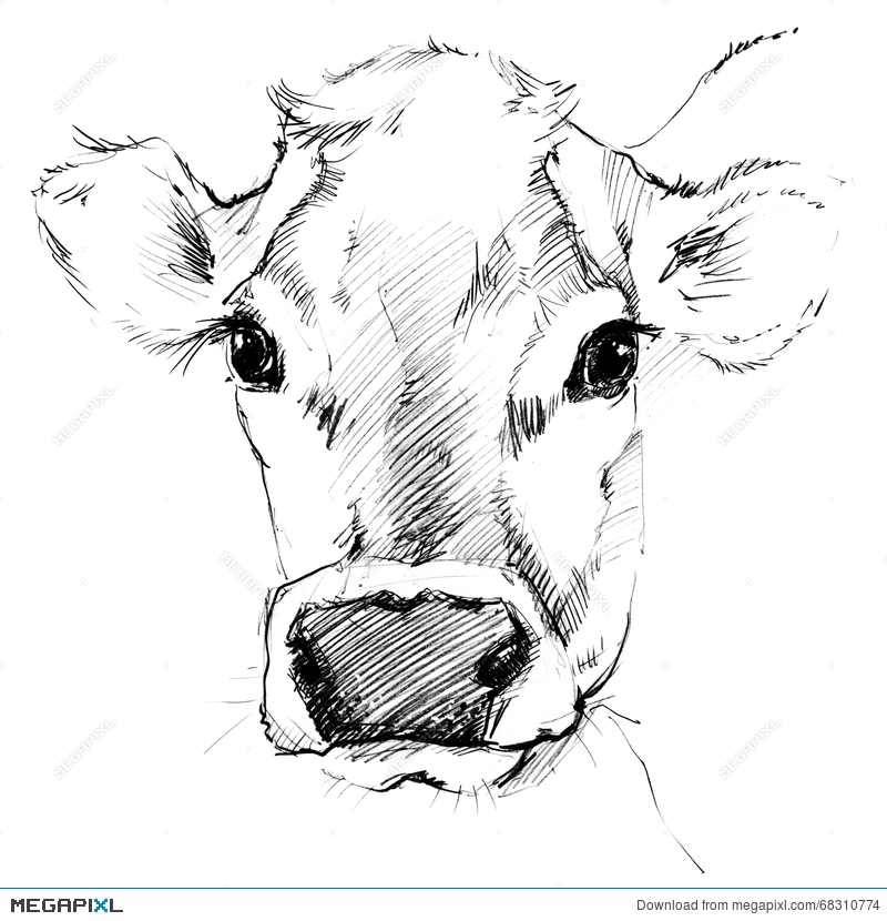 800x830 Cow Sketch. Dairy Cow Pencil Sketch. Illustration 68310774 - Cattle Sketch