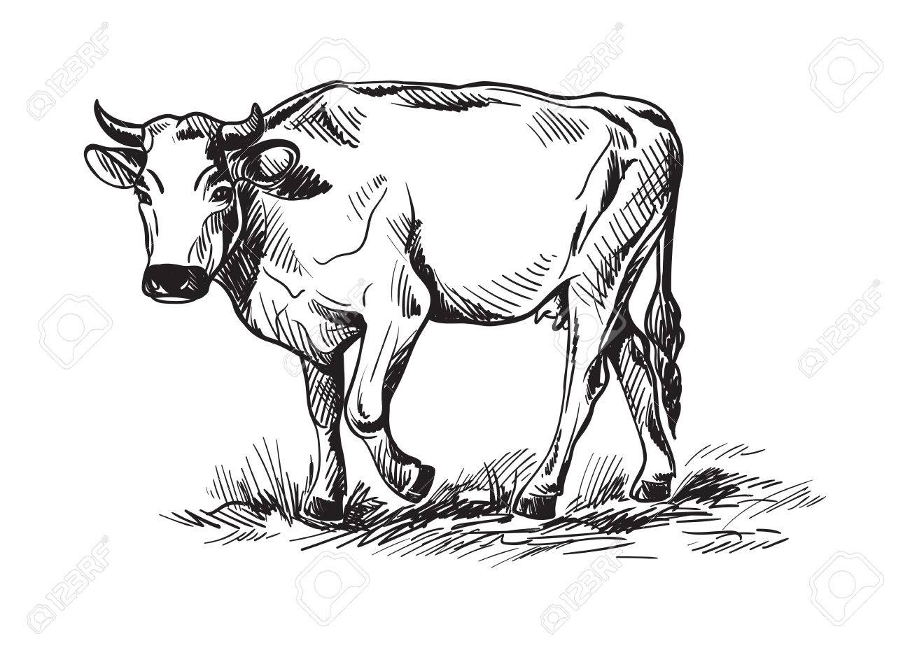 1300x926 Cow Clipart Sketch - Cattle Sketch