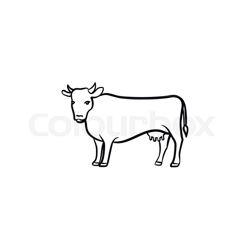 800x800 Cow Hand Drawn Outline Doodle Icon. Farming Cattle Vector Sketch - Cattle Sketch