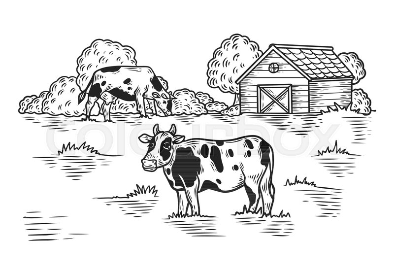 800x556 Sketch Meadow With Cow And Barn, Tree. Countryside With Animal - Cattle Sketch