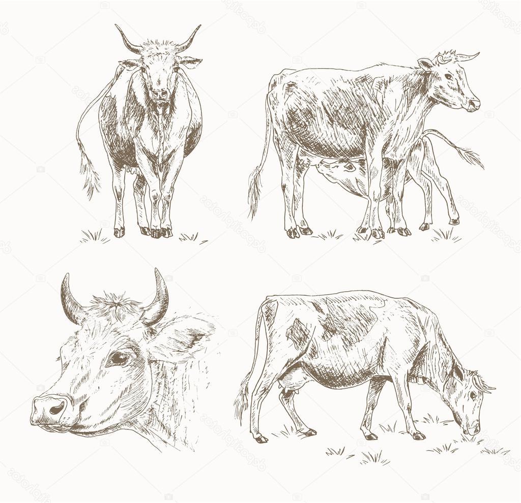 1024x990 Top 10 Stock Illustration Dairy Cattle Sketch Images - Cattle Sketch