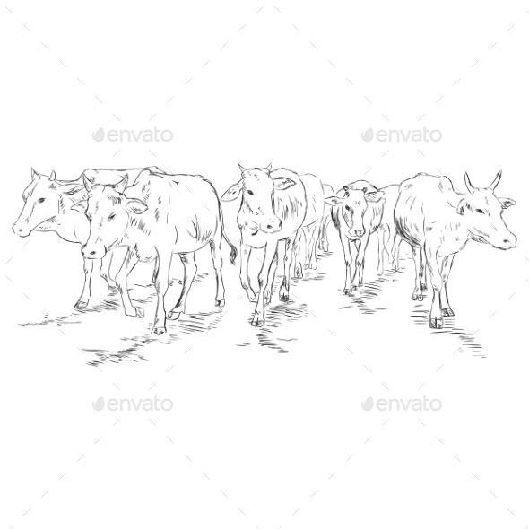 590x590 Vector Sketch Cow Herd By Nikiteev Graphicriver - Cattle Sketch