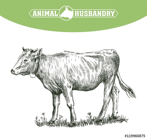 500x472 Sketch Of Calf Drawn By Hand. Livestock. Cattle. Animal Grazing - Cattle Sketch