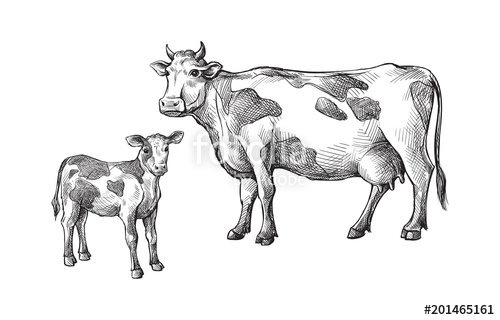 500x320 Sketches Of Cows And Calf Drawn By Hand. Livestock. Cattle. Animal - Cattle Sketch