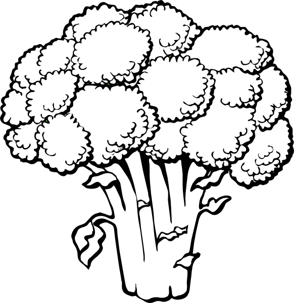582x598 Cauliflower Clipart Outline - Cauliflower Sketch