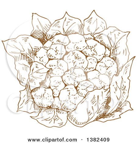 450x470 Cauliflower Clipart Sketch - Cauliflower Sketch