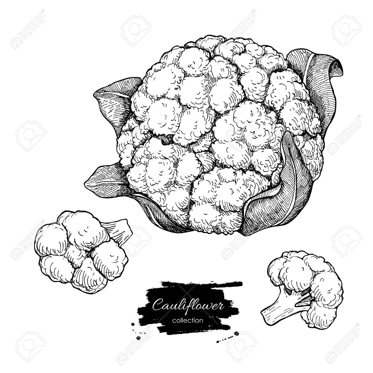 1300x1300 Cauliflower Clipart Sketch - Cauliflower Sketch