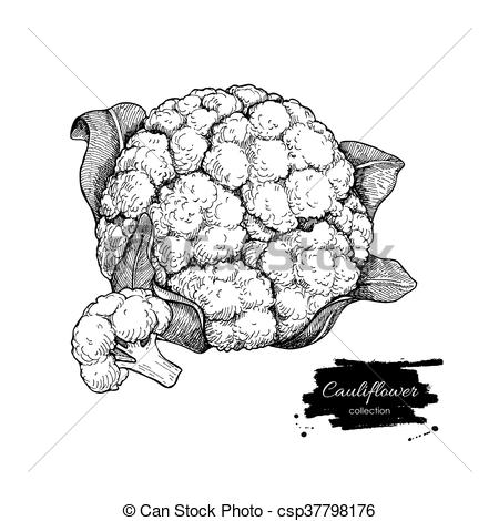 450x470 Cauliflower Hand Drawn Vector Illustration. Vegetable Engraved - Cauliflower Sketch
