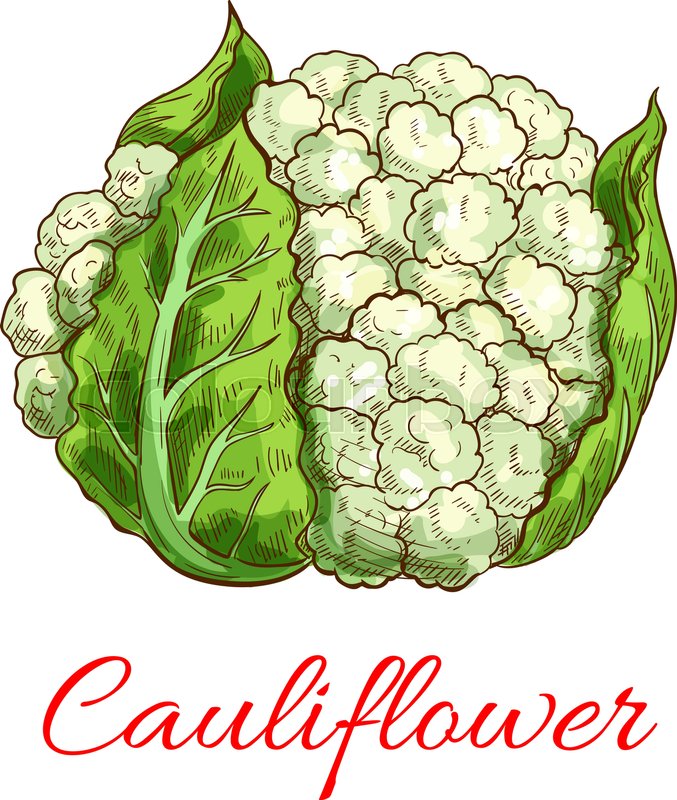 677x800 Cauliflower Vector Isolated Vegetable. Vector Sketch Emblem Of - Cauliflower Sketch