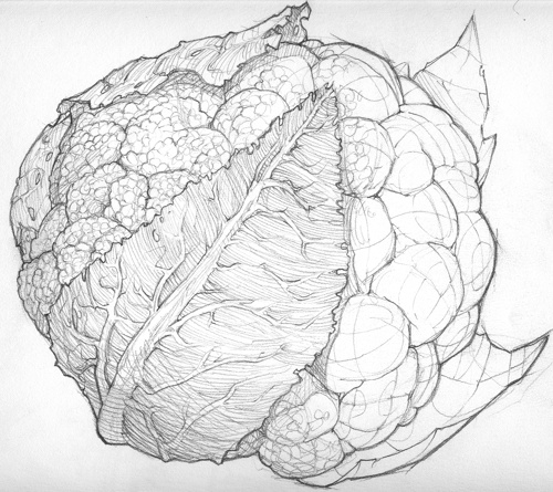 Simple Cauliflower Drawing