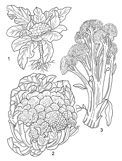 400x526 Great Drawing Cauliflower. Interesting Cauliflower Outline Picture - Cauliflower Sketch