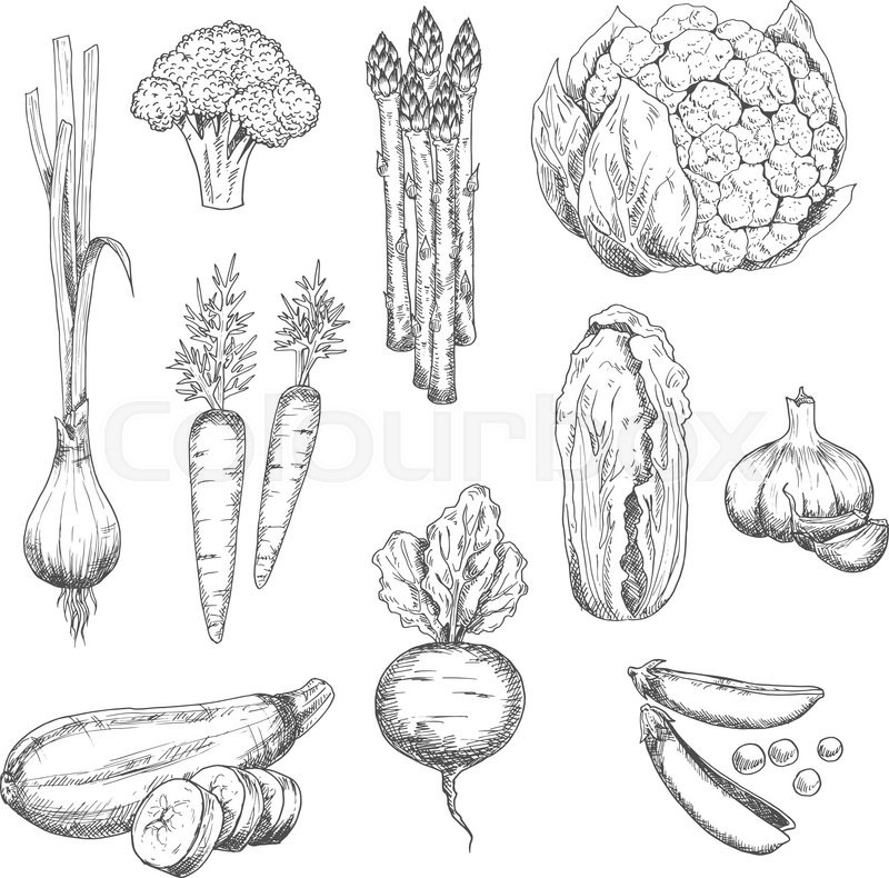 800x790 Organically Grown Fresh Vegetables Sketch For Healthy Vegetarian - Cauliflower Sketch