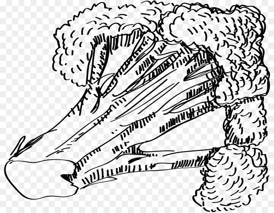 900x700 Sushi Cauliflower Pizza Drawing Line Art - Cauliflower Sketch