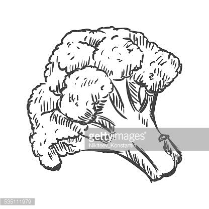 416x416 Vector Single Sketch Cauliflower Premium Clipart - Cauliflower Sketch