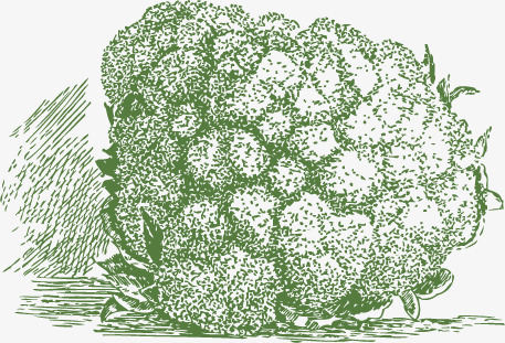 457x311 Vector Sketch Cauliflower, Sketch Vector, Sketch, Cauliflower Png - Cauliflower Sketch