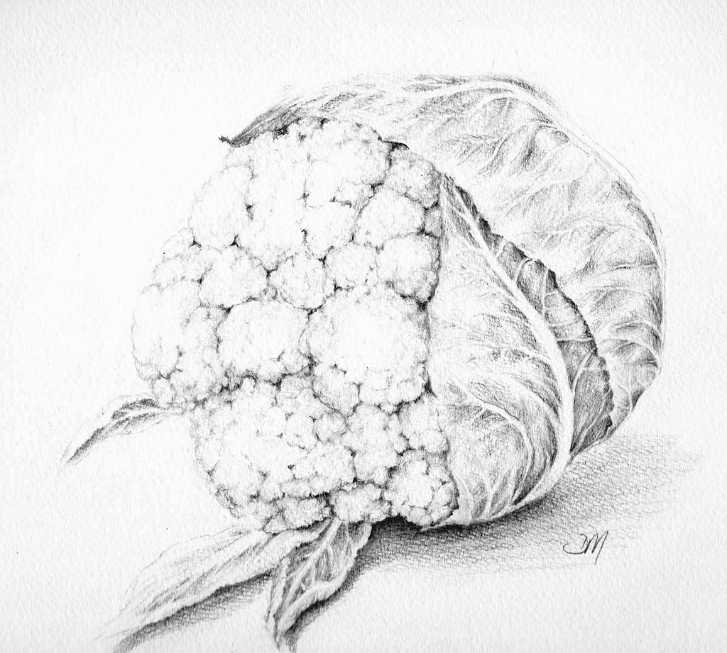 1024x921 Cauliflower Cauliflower Drawing, Painted Version On Its - Cauliflower Sketch
