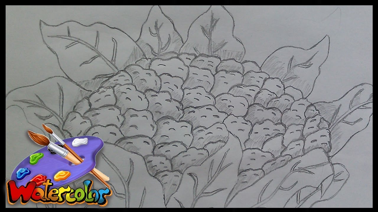 1280x720 Drawing A Cauliflower - Cauliflower Sketch