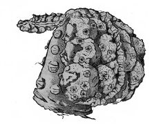 236x197 Cauliflower, Sketch Drawings Cauliflower, Sketches - Cauliflower Sketch