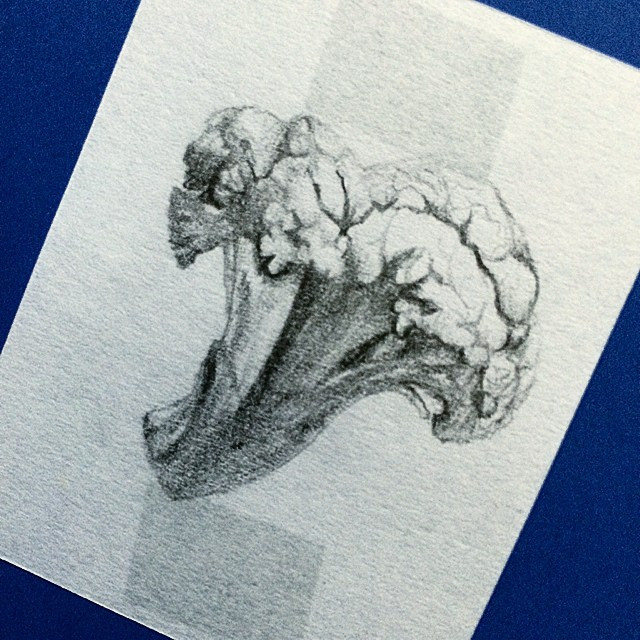 640x640 Cauliflower - Cauliflower Sketch