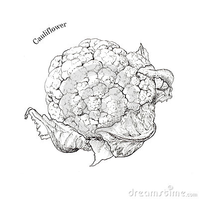 400x400 Cauliflower Clipart Outline Free Collection Download And Share - Cauliflower Sketch