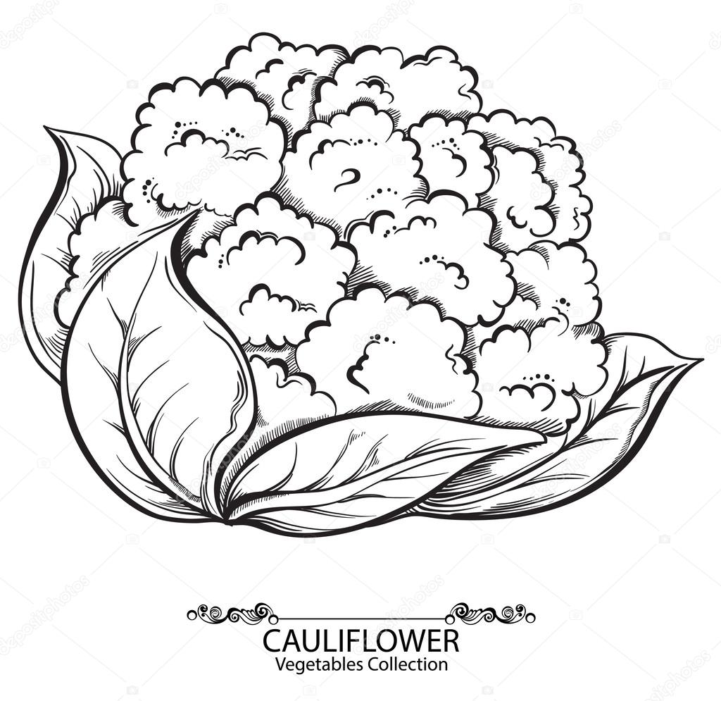 1024x995 Cauliflower Drawing, Pencil, Sketch, Colorful, Realistic Art - Cauliflower Sketch