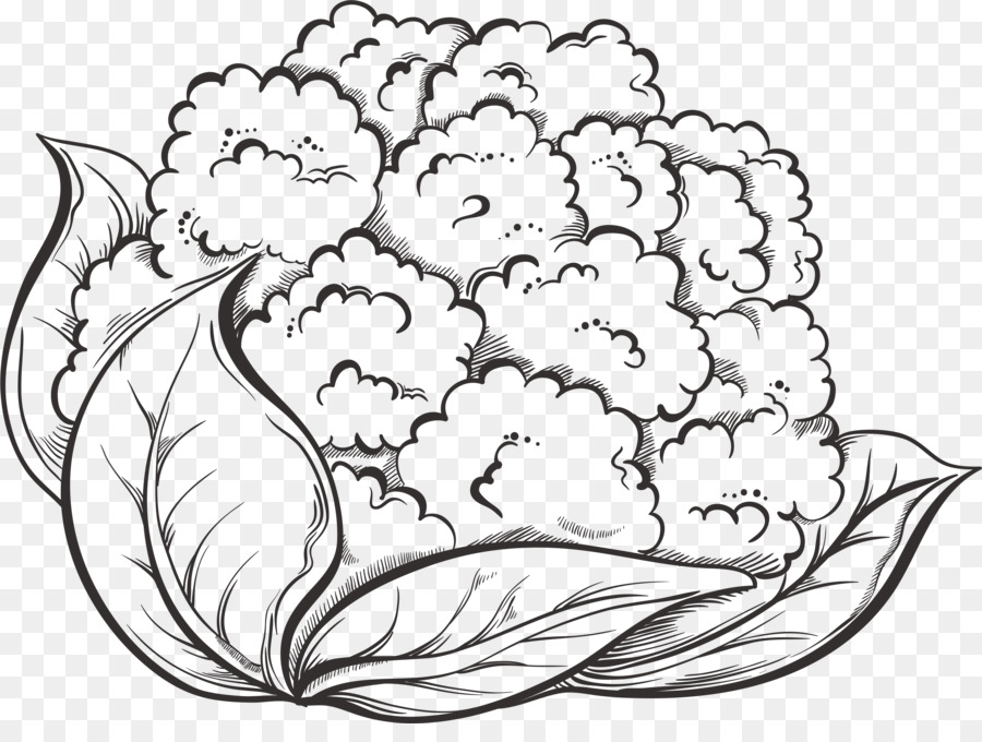 900x680 Cauliflower Drawing Vegetable Broccoli - Cauliflower Sketch