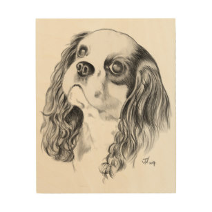 307x307 Cavalier King Charles Spaniel Drawing Gifts On Zazzle Au - Cavalier King Charles Spaniel Sketch
