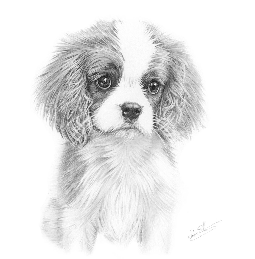 1000x1013 Cavalier King Charles Spaniel Greeting Card Nolon Stacey - Cavalier King Charles Spaniel Sketch