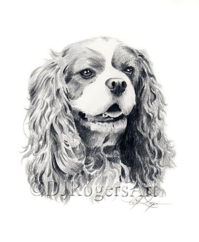 411x500 Cavalier King Charles Spaniel Pencil Drawing Art Print Signed By - Cavalier King Charles Spaniel Sketch