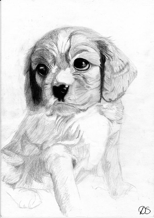 636x900 Cavalier King Charles Spaniel Puppy 2 Drawing By David Smith - Cavalier King Charles Spaniel Sketch