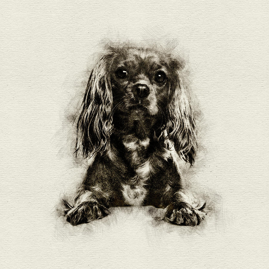 900x900 Cavalier King Charles Spaniel Puppy Sketch Digital Art By - Cavalier King Charles Spaniel Sketch