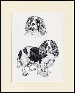 243x300 Cavalier King Charles Spaniel Lovely Dog Sketch Print Mounted - Cavalier King Charles Spaniel Sketch