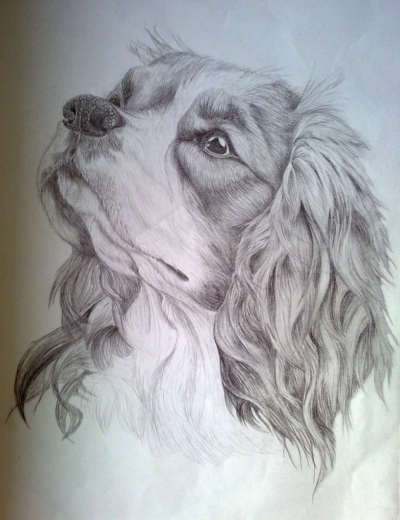 784x1020 Cavalier King Charles Spaniel Sketch By Eternusnexxx - Cavalier King Charles Spaniel Sketch