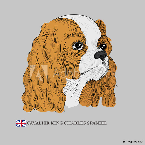 500x500 Cavalier King Charles Spaniel Dog Portrait. Hand Drawn Dog Sketch - Cavalier King Charles Spaniel Sketch